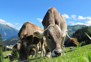 Zwierzęta hodowlane - jak dbać o ich zdrowie?
