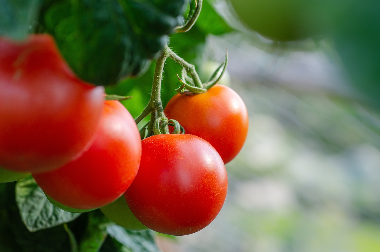 Nasiona holenderskie pomidorów