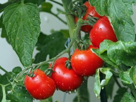 Jakie pomidory do uprawy w tunelach i polu?