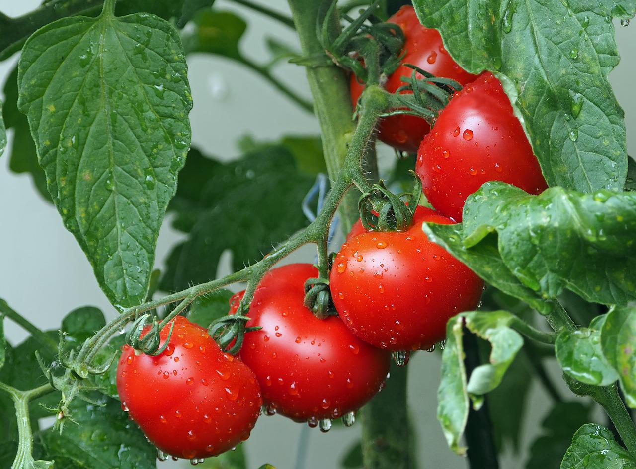 Jakie pomidory do uprawy w tunelach i polu?